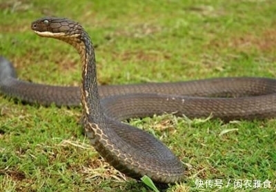 黑曼巴蛇|看见它们,第一反应就是跑,它们太危险了。