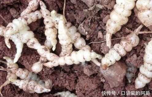 生于|草石蚕,别名螺丝菜,生于水边、湿地、田边,地下茎形似螺丝