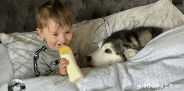  爸爸|小主人把爸爸赶走，却要让二哈陪它睡，场景让人很暖心啊