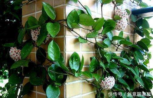  阳台上|夏季阳台就种它，花型像篮球，好养如绿萝，跟着养护专家学起来吧