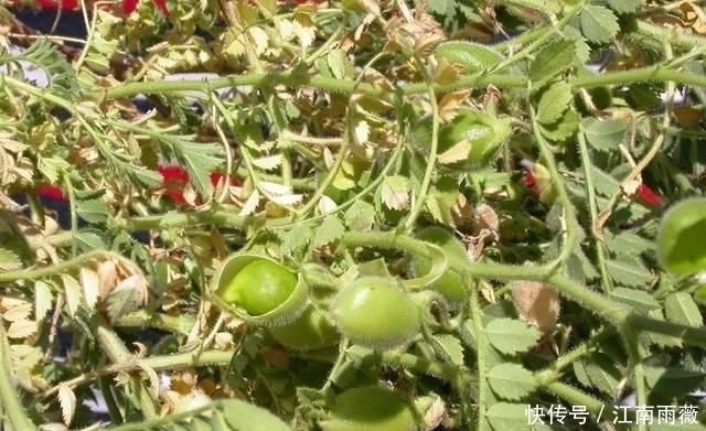 豆类|被称为“豆类之王”,在外风靡全球,国内10元1斤却少有种植