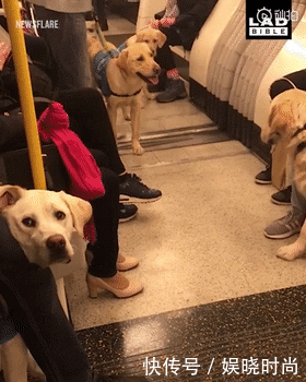 地铁|带狗上地铁会发生什么事情?狗子:我可爱了,也被撸秃了