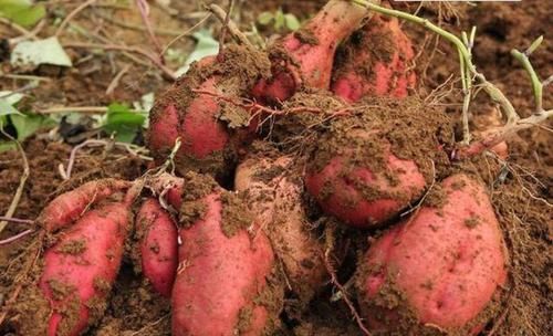 种植|入侵中国的外来物种,帮助中国多次渡过难关,如今家家户户都种植