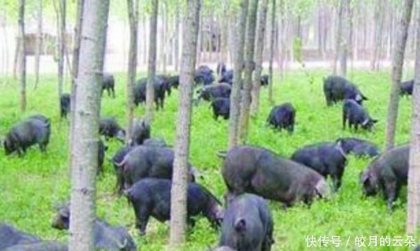 感兴趣|德国人喜欢养猪,还喜欢吃猪肉,为什么会对猪肉这么感兴趣