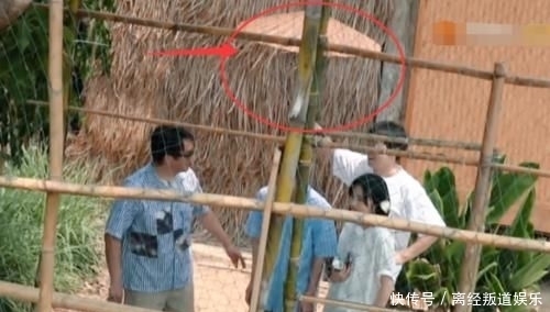 难怪|“全家”围观孔雀起名字,有谁注意彭彭小举动?难怪能录这么多季!