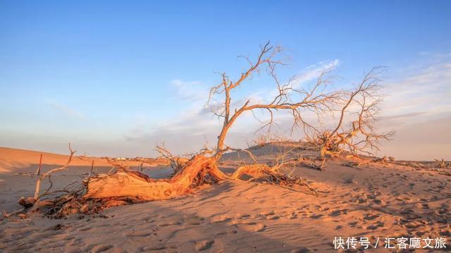  热烈|等待一年，只为胡杨林21天的极致灿烂和浓烈！