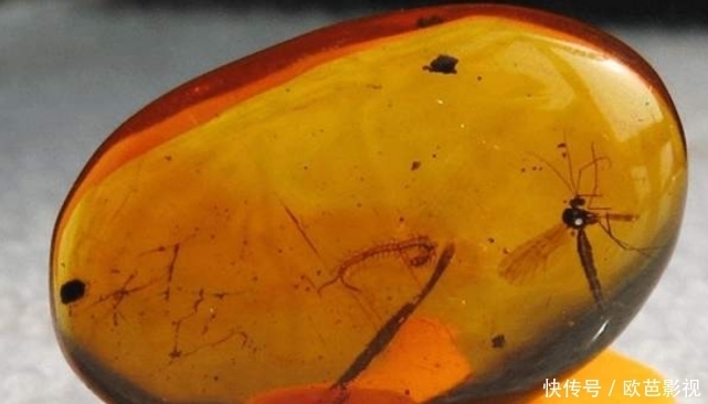 道具|小伙报复蚊子将其封印,不料成就艺术品,网友:侏罗纪公园道具?