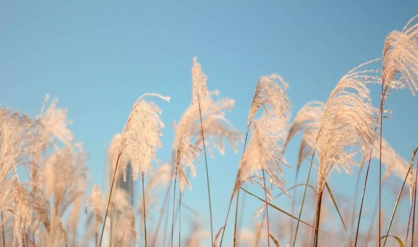 生肖羊|未来一个月里,缘分和桃花主动示爱,爱情幸运来袭的四大生肖