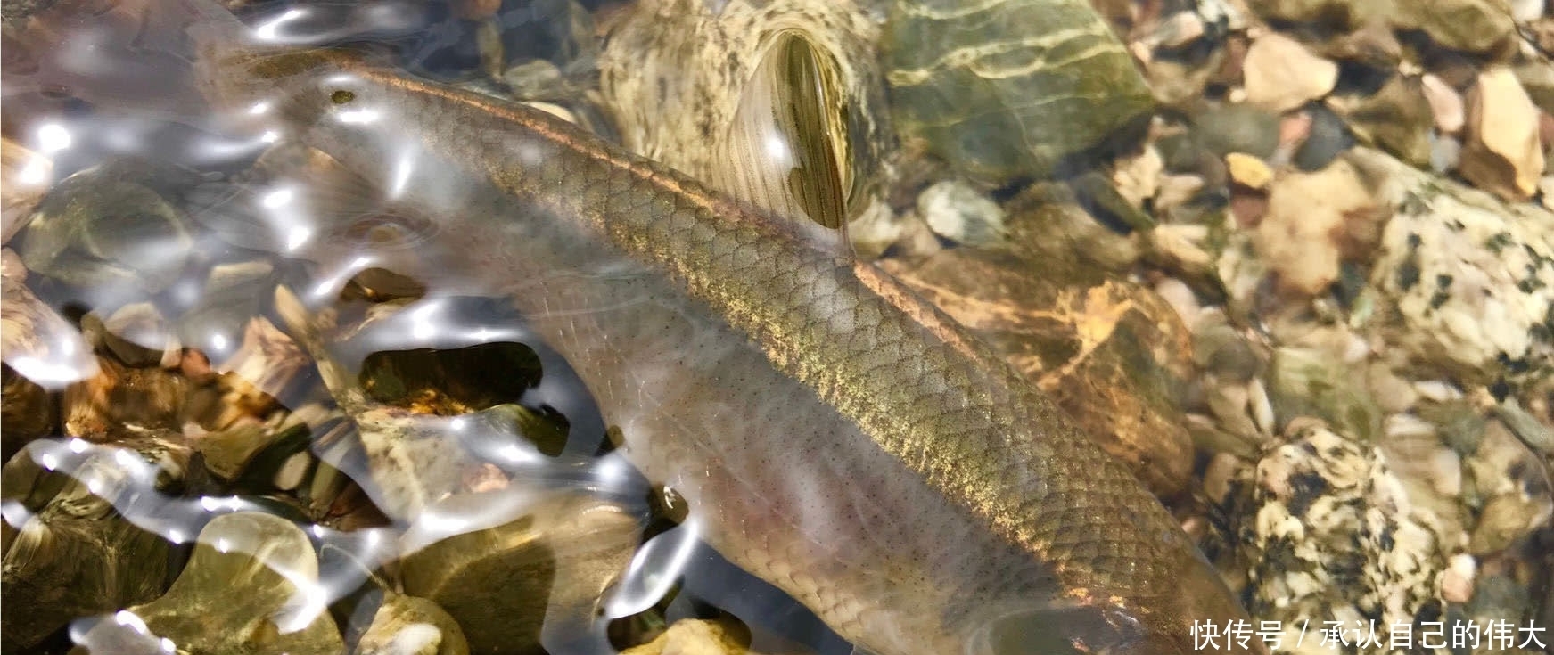 催产|30年前农村很多,油捞是绝品,8年前催产82万只,如今又濒临灭绝