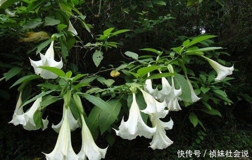 古代|古代蒙汗药的配方其实很简单,大家小时候都见过,解药则更加泛滥