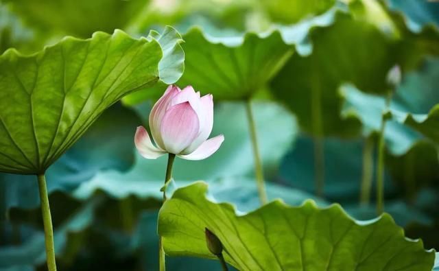 三暑|小暑，“上蒸下煮”，最热天气正在赶来“三暑”“三伏”究竟有啥联系