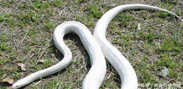 戏耍|此寡妇作恶多端但非常狡猾,曾经戏耍过李自成,结果竟得到善终