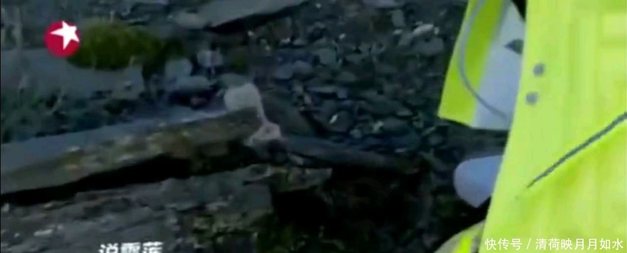 影响|东方卫视极限挑战节目组致歉,尽管没有实际采摘,但影响不好