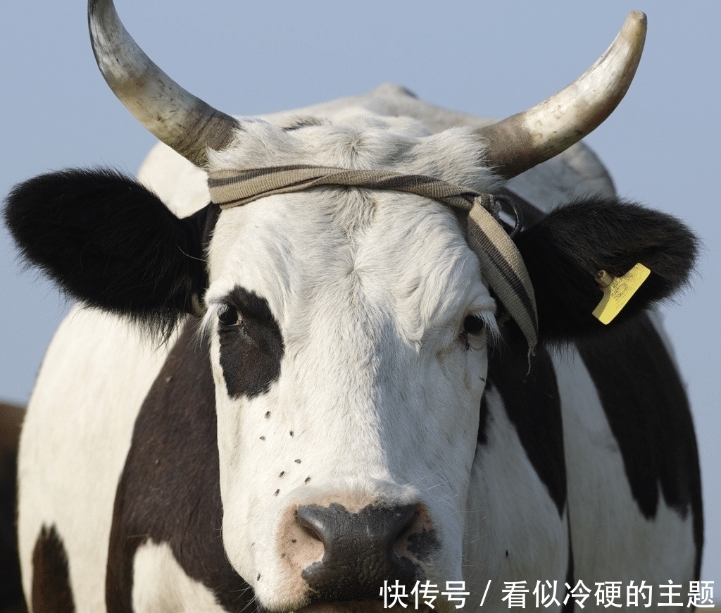 运势|大金牛:7月22号惹不起,事业乘风破浪,运势大涨,人生大转折
