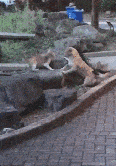  队友|搞笑GIF：上面的猫咪怎么成精了？竟然会逗队友？