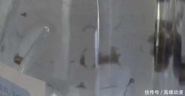 男子|男子买55箱苏打水，喝了之后出现腹痛腹泻，摇晃水一看直犯恶心