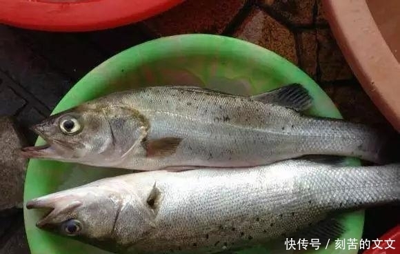  认出|海鲜大全, 你能认出多少