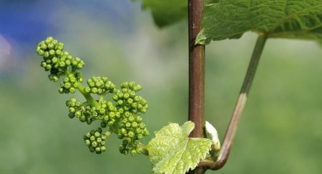 优质|葡萄要实现优质丰产和稳产需要哪些养分这样施肥即可满足需求