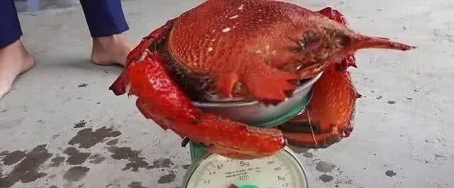 螃蟹|小伙买了一只4斤重的“大螃蟹”,煮熟后打开螃蟹盖瞬间被激怒了