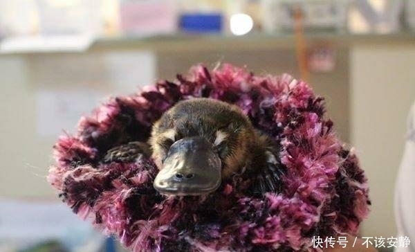 稀少|直击: 濒危稀少的“唯一的活化石”鸭嘴兽