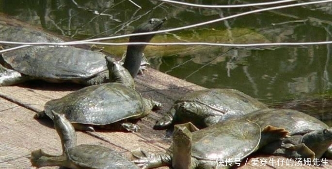  如今|世界最“孤独”的动物，如今仅剩两只，还相隔1000多公里