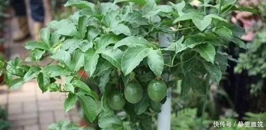  种子|常吃的4种水果，吃剩的种子不要扔，往盆里一种，种出水果小盆栽