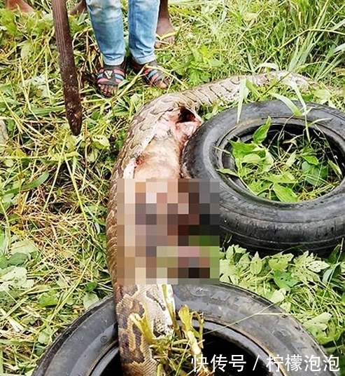 卡死|巨蟒过铁栅栏时被卡死,观察后才知原来是贪吃惹的祸!