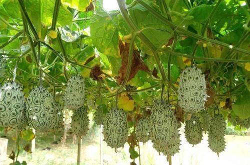 爆红|名字高大上,味道不如黄瓜,却在我国爆红,又是炒作起来的水果