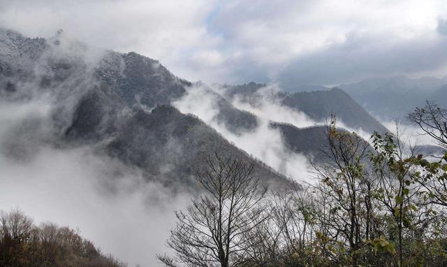 分布|过山峰分布在我国的哪些地方,它为什么不是眼镜蛇属动物