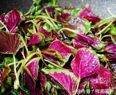 野菜|它是野菜虽不起眼,营养却不输正牌蔬菜