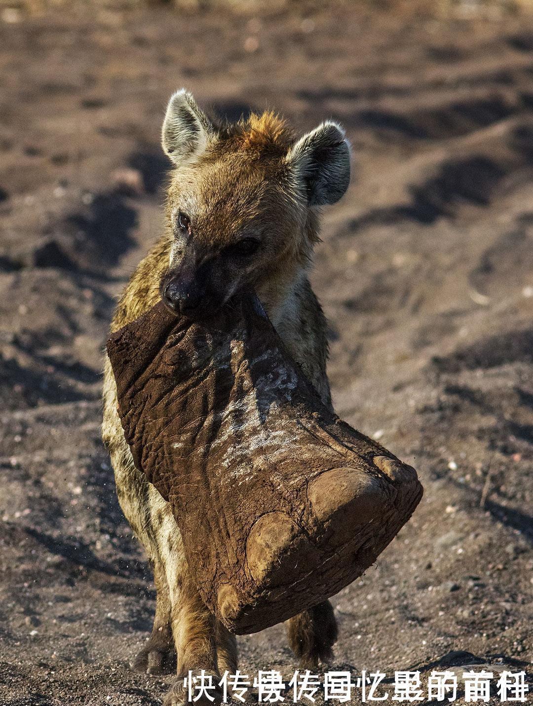 非洲|一个人在非洲面对一群鬣狗,是否有生还的希望!