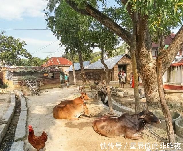 到底|印度,到底让不让吃牛肉?|地球知识局