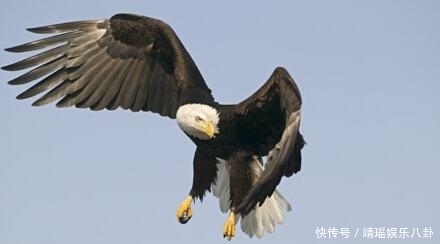 断崖|成吉思汗断崖寻到水，猎鹰百般阻止他喝水，怒杀猎鹰后追悔莫及