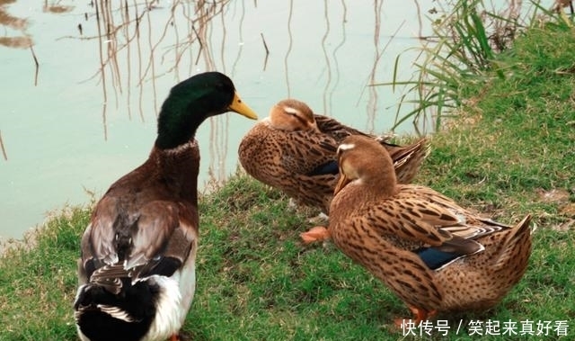 腥味|秋季正是吃鸭肉的好时候,烧制前给鸭肉洗个热水澡,这样才能无味