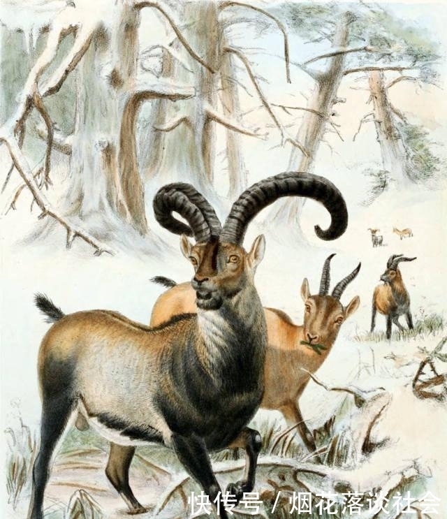 结局|全球唯一通过克隆实现复活的灭绝生物,最后结局怎么样了