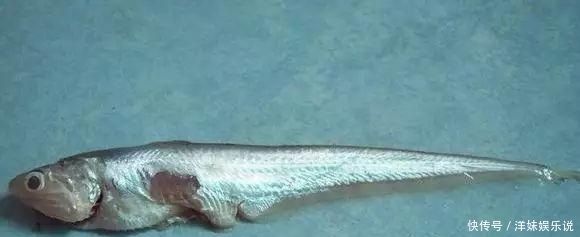 海鲜|海鲜大全, 你能认出多少