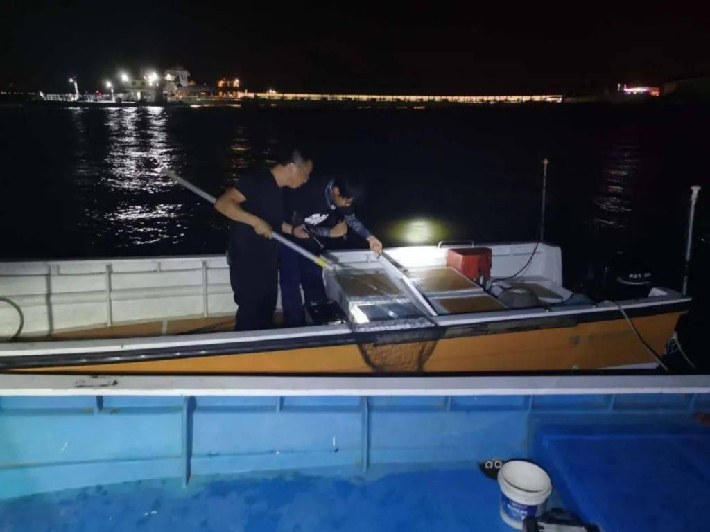 横沙|这伙人在横沙码头专电长江鮰鱼，无视禁渔难逃法网