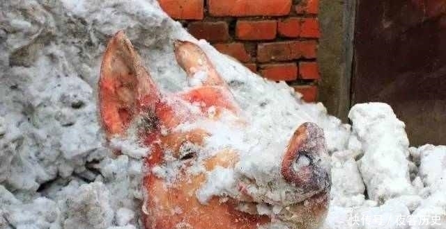 事实上|东北的冬天, 扒开雪堆就能发现美味! 南方人看呆: 不敢相信!