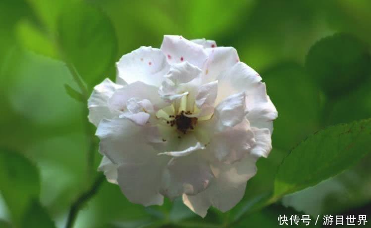眷顾|10月开始，有贵人助力，喜事一桩又一桩，财神眷顾的四大生肖