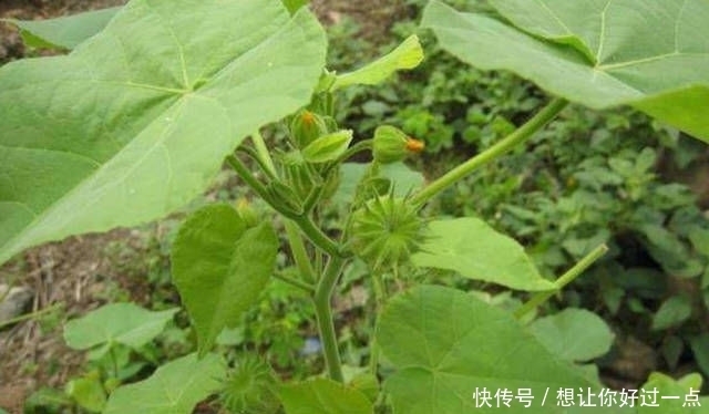 植物|农村以前常见的一种植物,现在很难找到,药用价值很高!