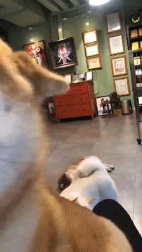 搞笑|搞笑GIF：你这么调皮你妈妈知道吗