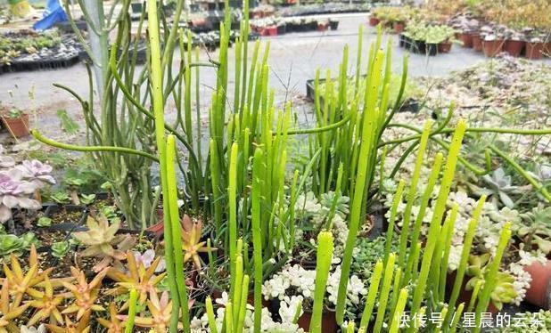  光棍|光棍树长得太高该怎么剪学会2个小动作，个个都能随意凹造型！