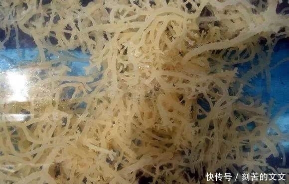  认出|海鲜大全, 你能认出多少