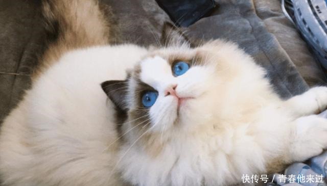 颜色分布|一只正宗的布偶猫,应该怎么判断品相参考来了!