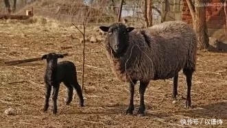 期是指母羊|如何管好繁殖母羊?提高受胎率、多胎多羔率和成活率!