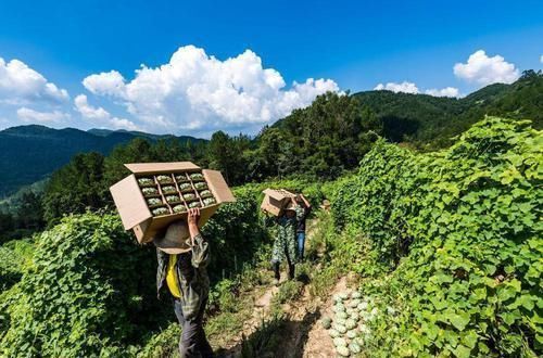 爆红|名字高大上,味道不如黄瓜,却在我国爆红,又是炒作起来的水果