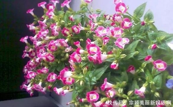  夏季|夏季在家盆栽植物担心养不好？不如选这3款，天热照样好养活