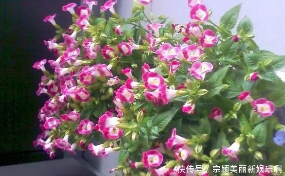 夏季|夏季在家盆栽植物担心养不好?不如选这3款,天热照样好养活