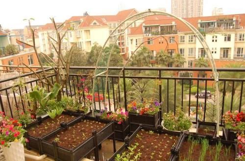 羡慕|13个“私家菜园”好吃又好看,网友直呼太羡慕了