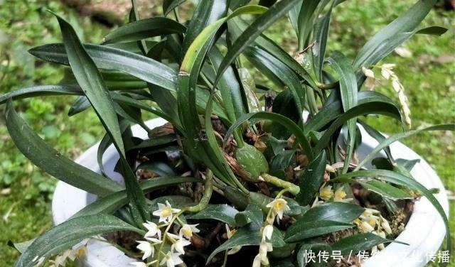 肠胃|肠胃不适可以吃它,还能清热化痰,用来烹饪味道更佳!